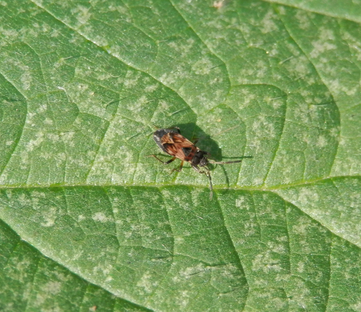 Noch ein Nessel-Wicht (Scolopotethus affinis) auf einer Brennessel