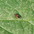 Noch ein Nessel-Wicht (Scolopotethus affinis) auf einer Brennessel