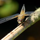 Noch ein netter Flugapparat