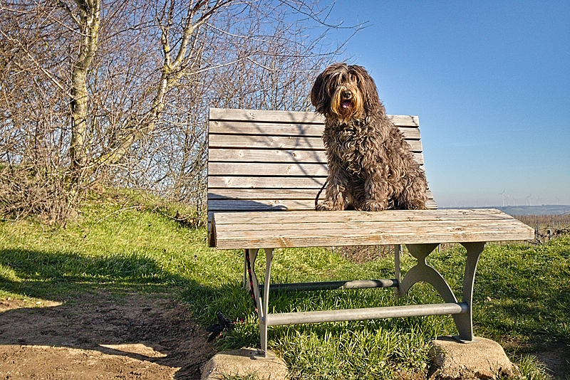 Noch ein netter Hund