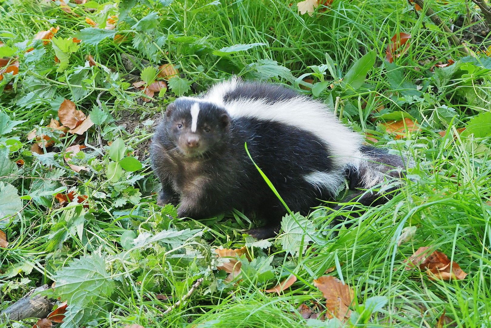 Noch ein neuer Bewohner im Zoo Osnabrük