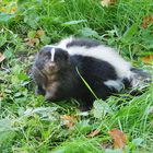 Noch ein neuer Bewohner im Zoo Osnabrük