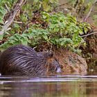 Noch ein Nutria