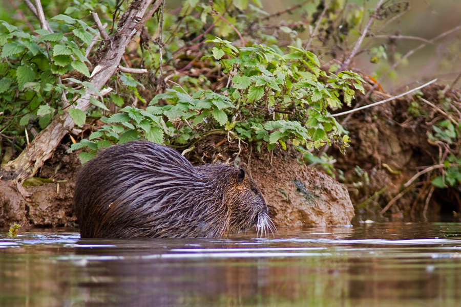 Noch ein Nutria