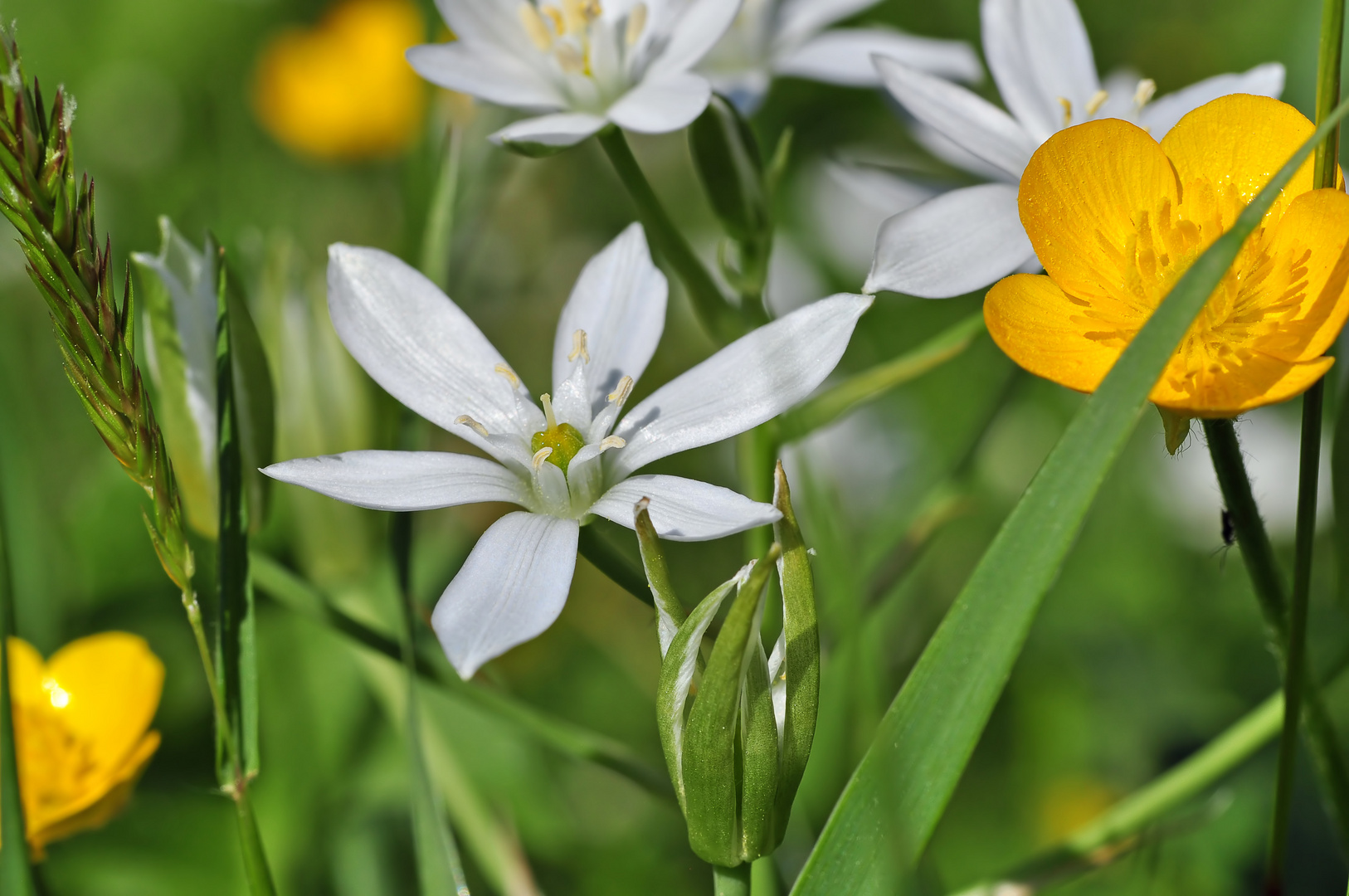 noch ein Paar Blümchen