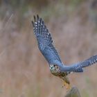 Noch ein paar Flugbilder vom Merlin im Regen