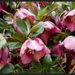 Noch ein paar Helleborus... bevor sie verblüht sind...