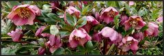 Noch ein paar Helleborus... bevor sie verblüht sind...