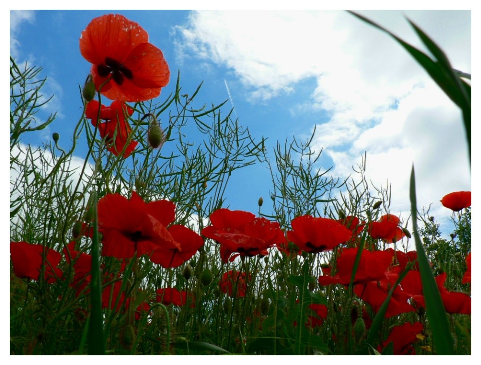 noch ein paar Mohnblümchen ;-)