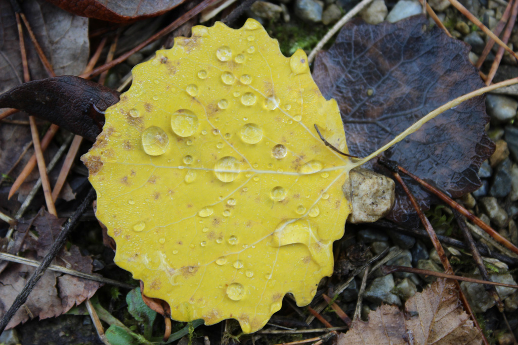  noch ein paar November Tröpfchen  