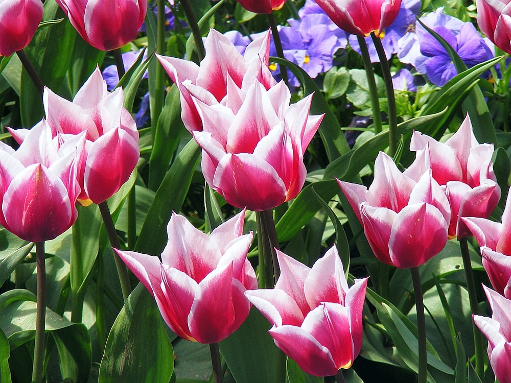 noch ein paar Tulpen aus dem Berggarten Hannover :-)