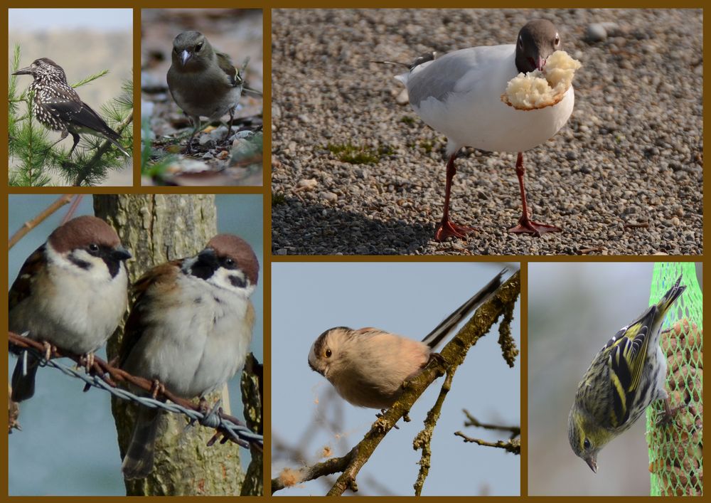 ... noch ein paar Vögel