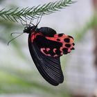 noch ein Papilio rumanzovia - scharlachroter Schwalbenschwanz 