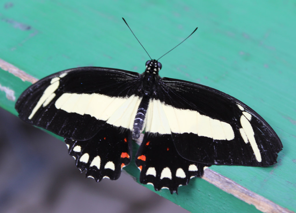  noch ein  Papilio torquatus 