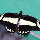  noch ein  Papilio torquatus 