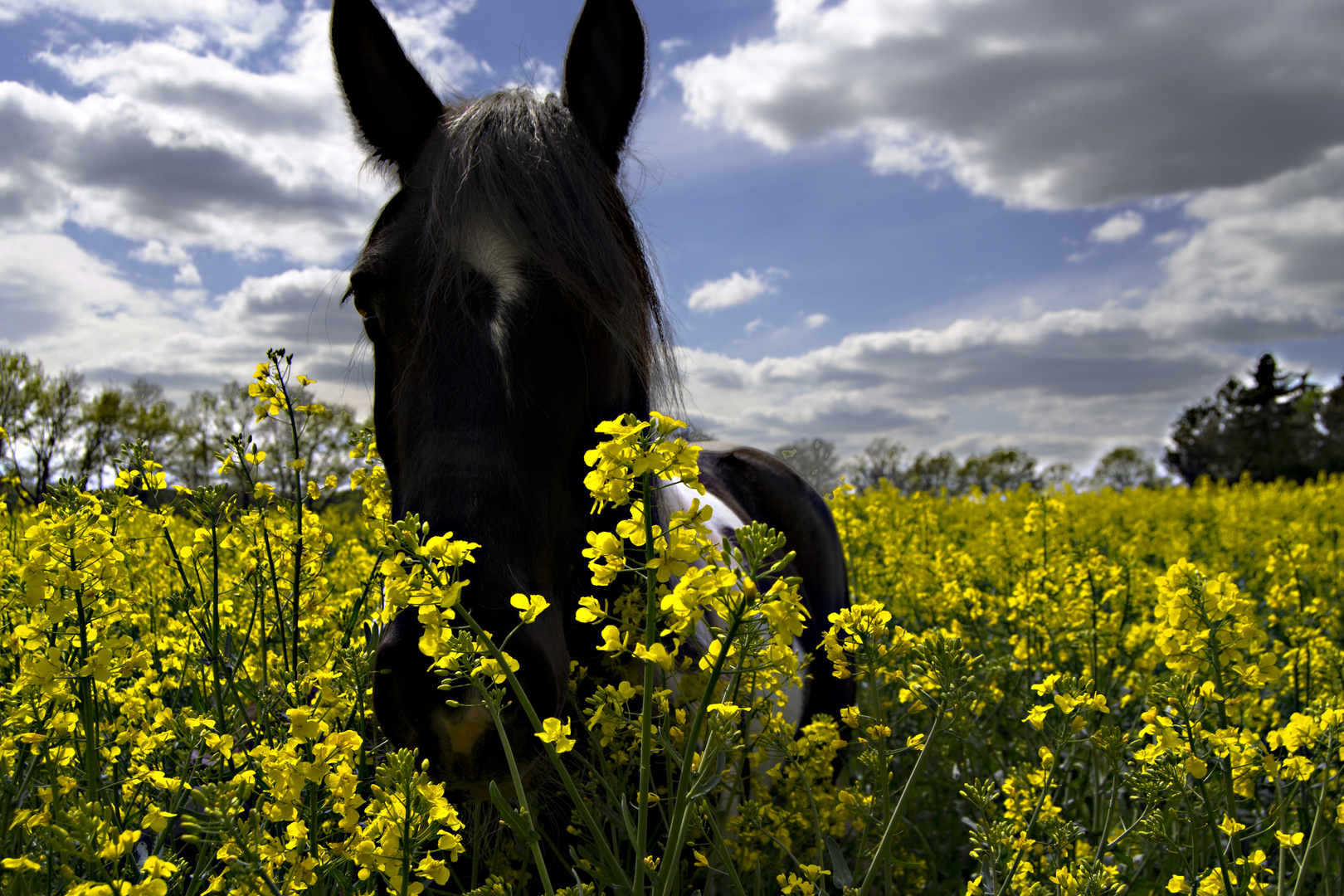 Noch ein Pferd im Rapsfeld