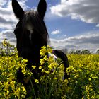 Noch ein Pferd im Rapsfeld