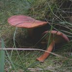 Noch ein Pilz gefunden in Tversted Klitplantage.