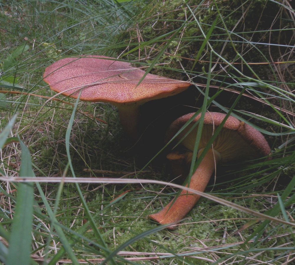 Noch ein Pilz gefunden in Tversted Klitplantage.