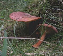Noch ein Pilz gefunden in Tversted Klitplantage.