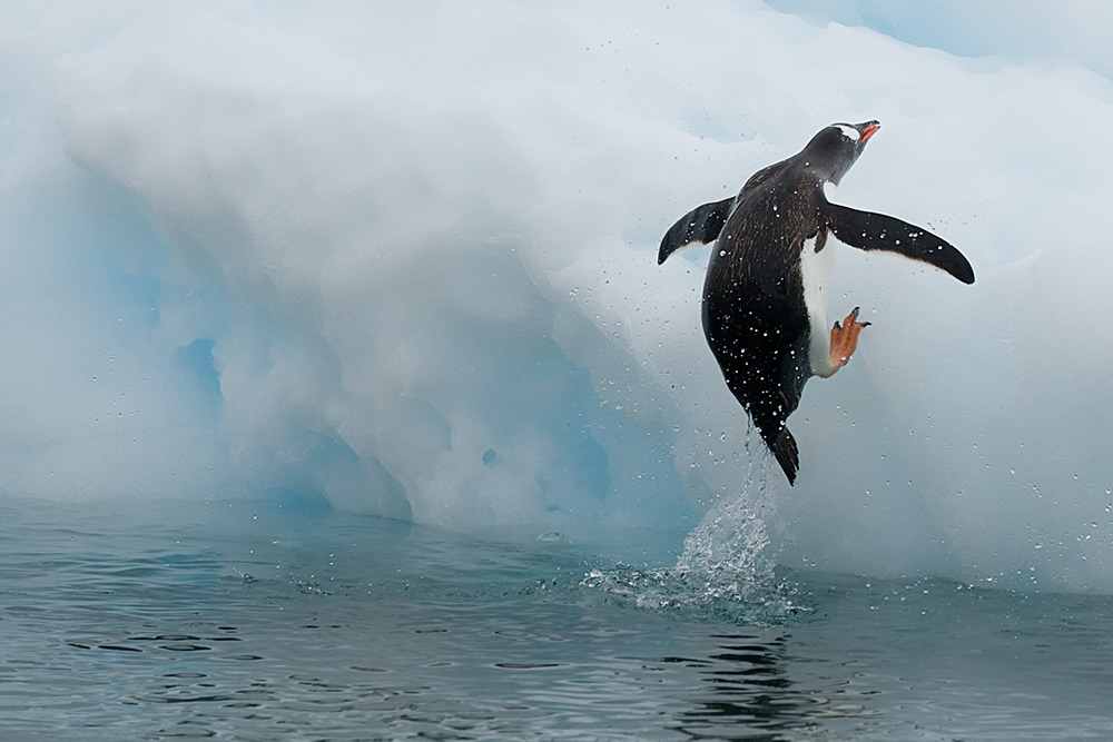 Noch ein Pinguinsprungbild