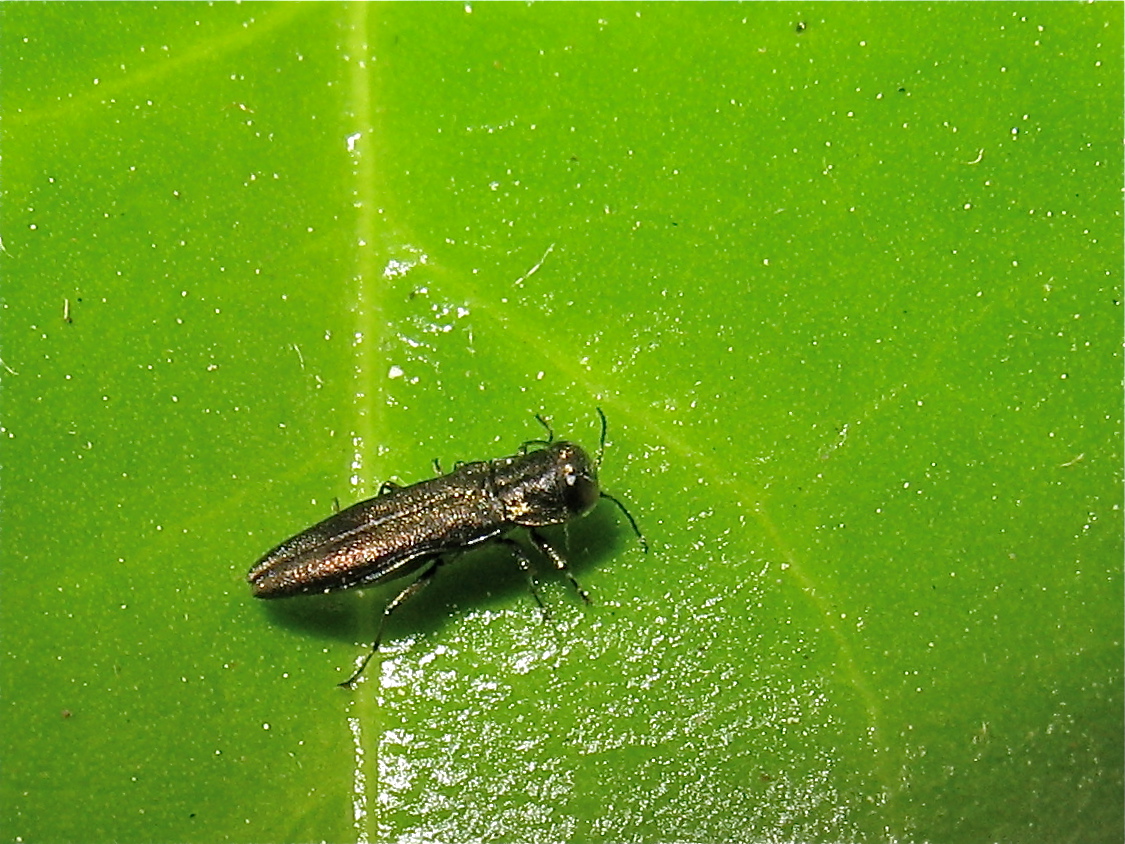 Noch ein Prachtkäfer (Fam. Buprestidae): nur 5 mm lange Agrilus-Art, vermutlich A. viridis.