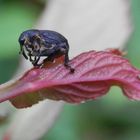 Noch ein pummeliger Rüsselkäfer in unserem Garten