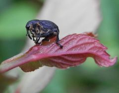 Noch ein pummeliger Rüsselkäfer in unserem Garten