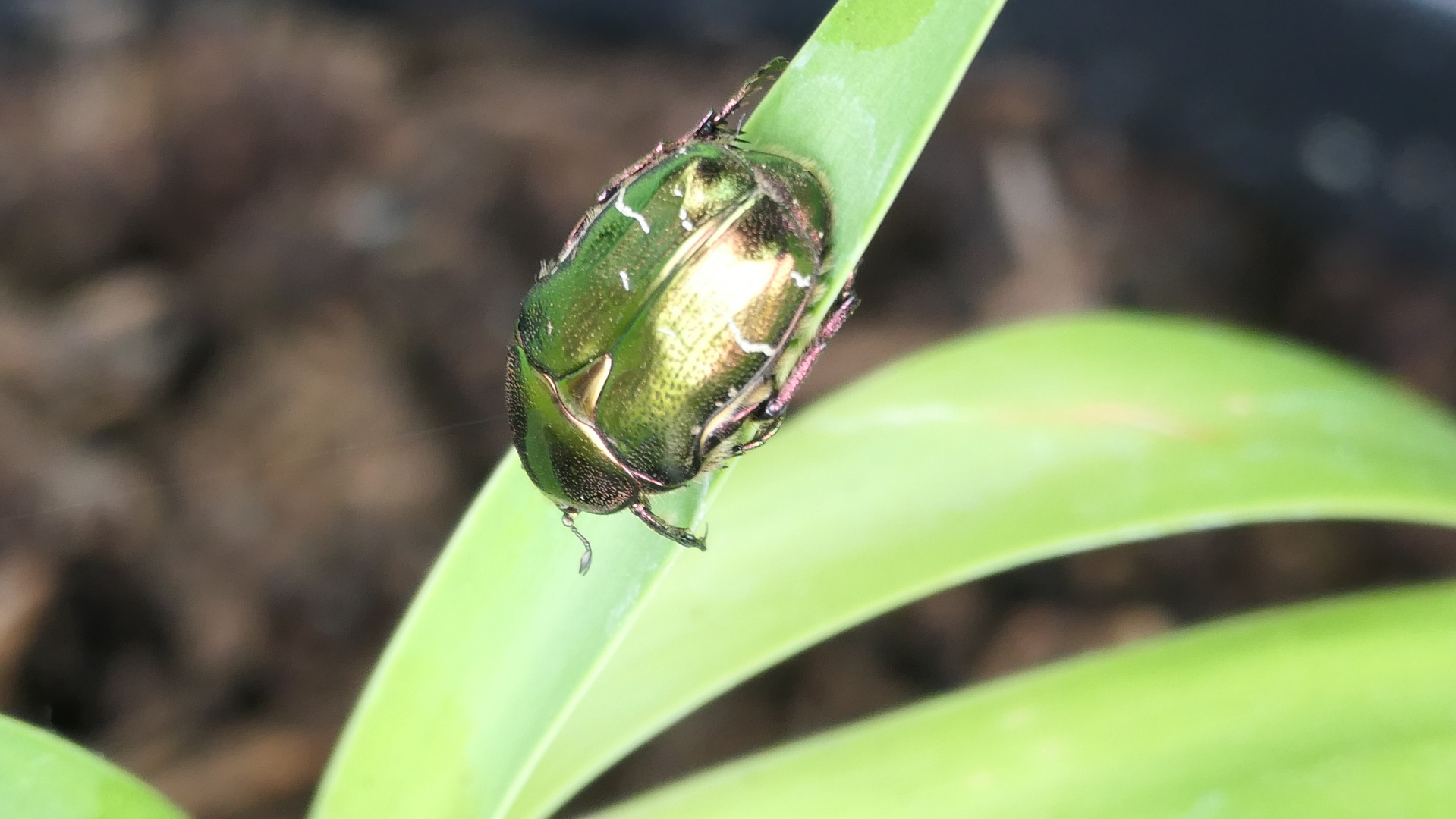 Noch ein "Quarantäne" Foto aus dem Garten