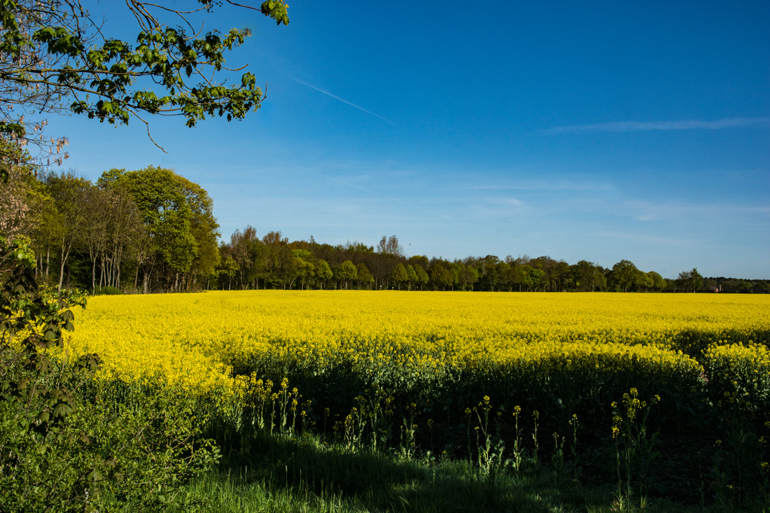 Noch ein Rapsfeld