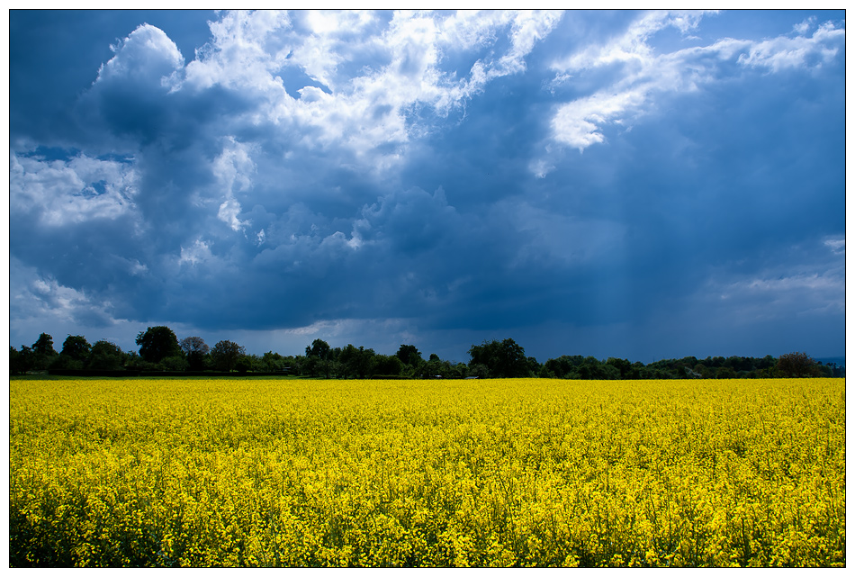 Noch ein Rapsfeld...