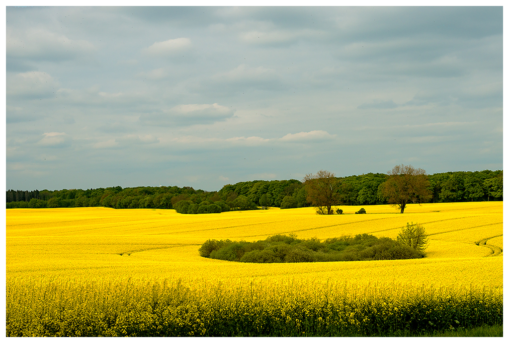 noch ein Rapsfeld