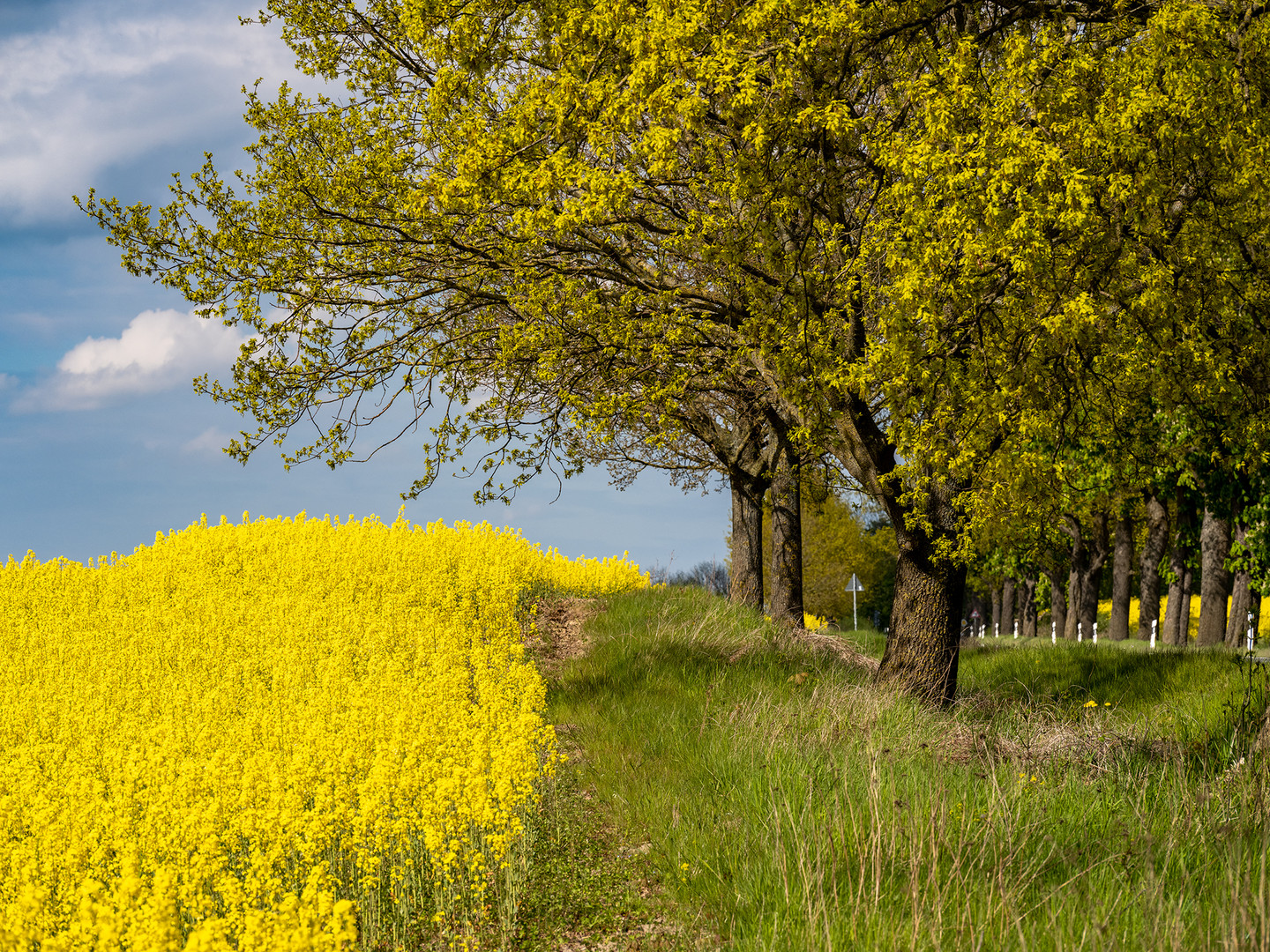 Noch ein Rapsfeld