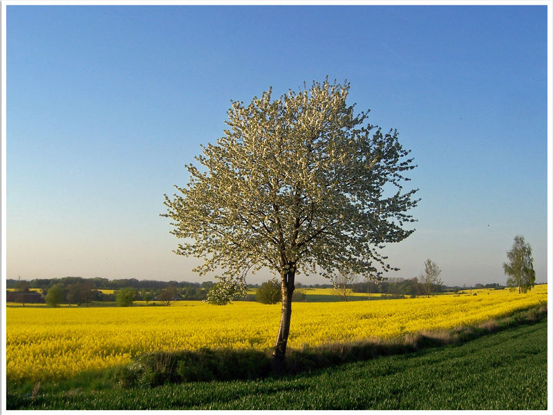 Noch ein Rapsfeld- weil`s so schön ist...