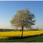 Noch ein Rapsfeld- weil`s so schön ist...