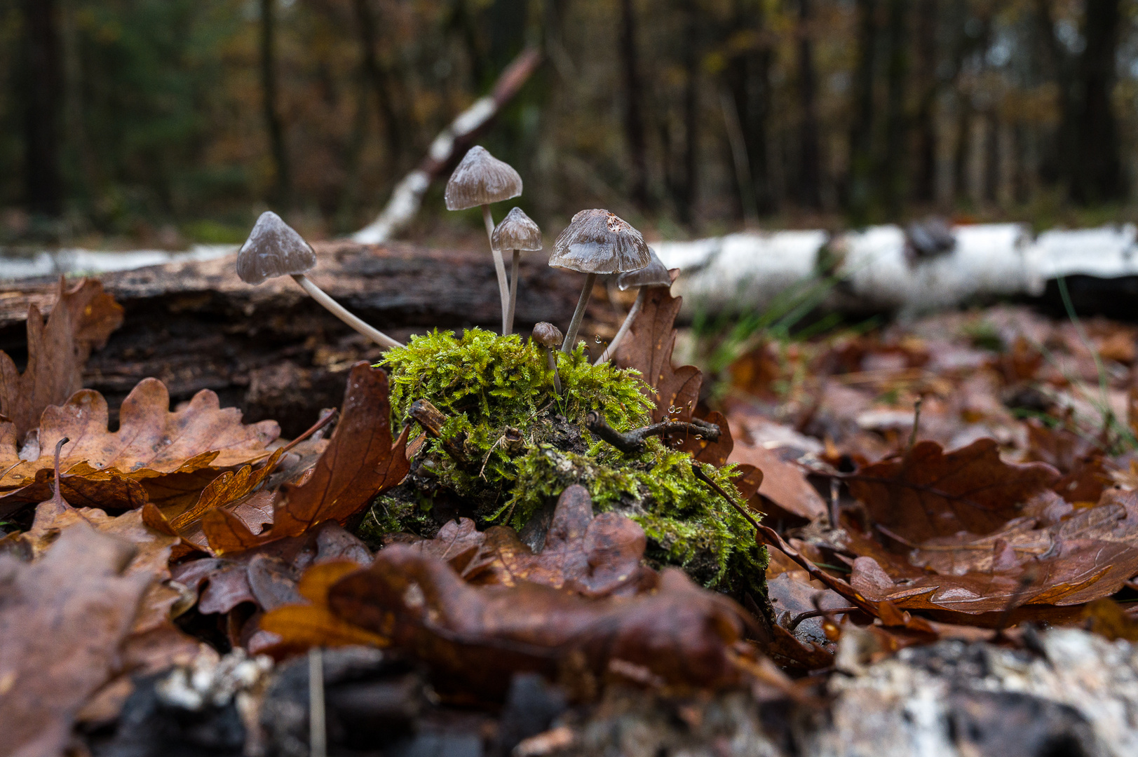 Noch ein Rest vom Herbst