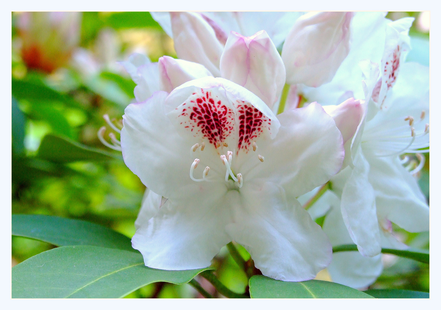 Noch ein Rhododendron aus dem Garten