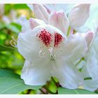 Noch ein Rhododendron aus dem Garten