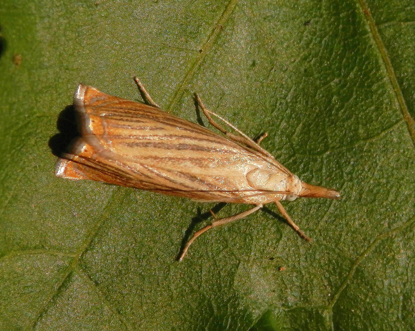 Noch ein Rispengraszünsler (Chrysoteuchia culmella)