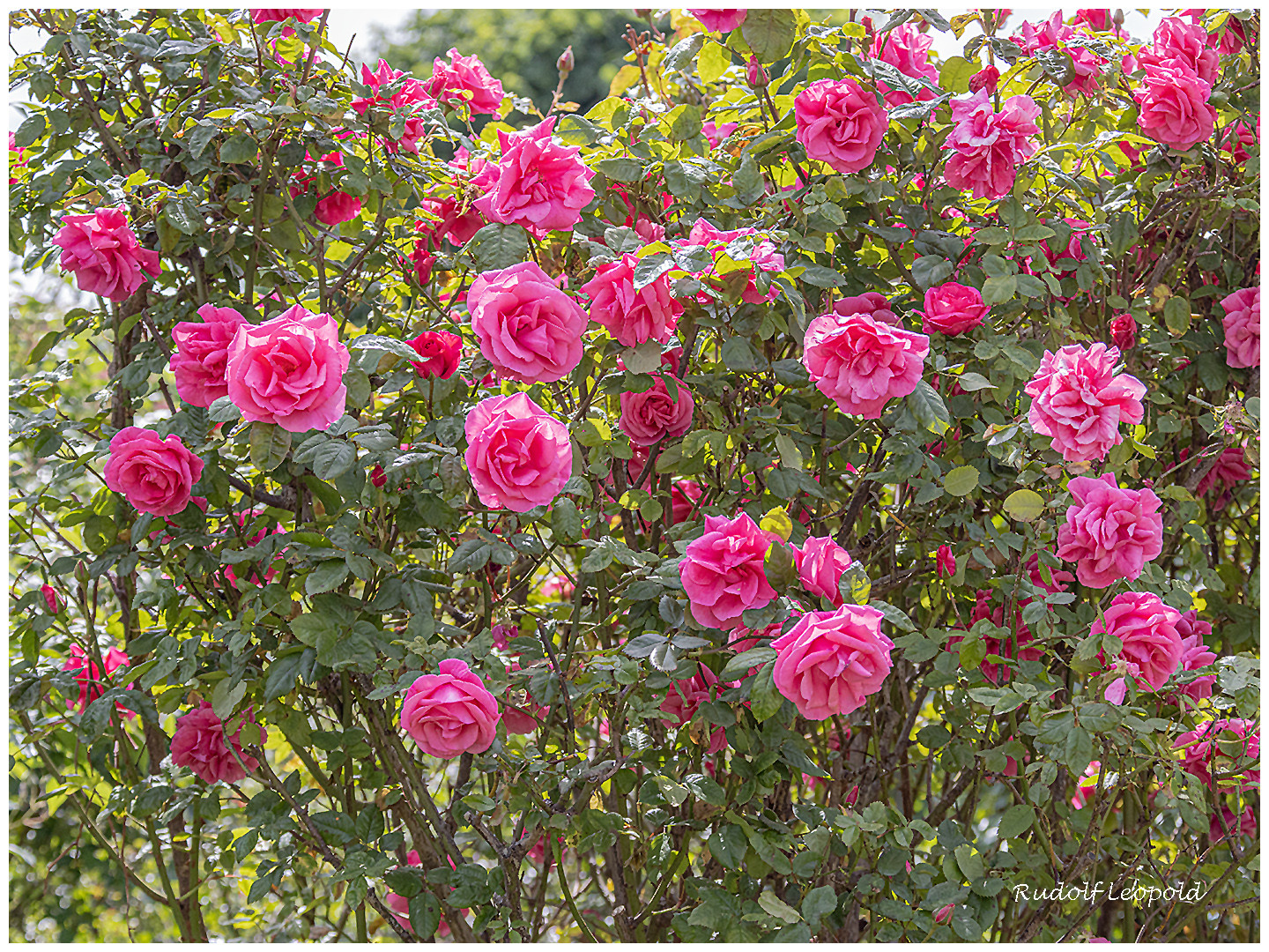 Noch ein Rosenstrauch