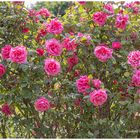 Noch ein Rosenstrauch