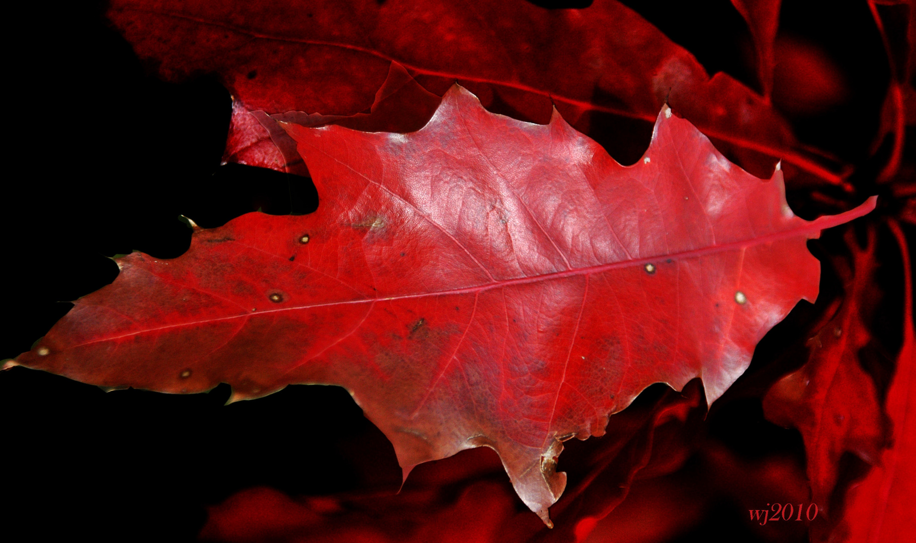 noch ein rotes Blatt