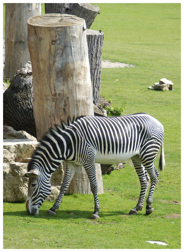 noch ein Safari-Foto aus Leipzig