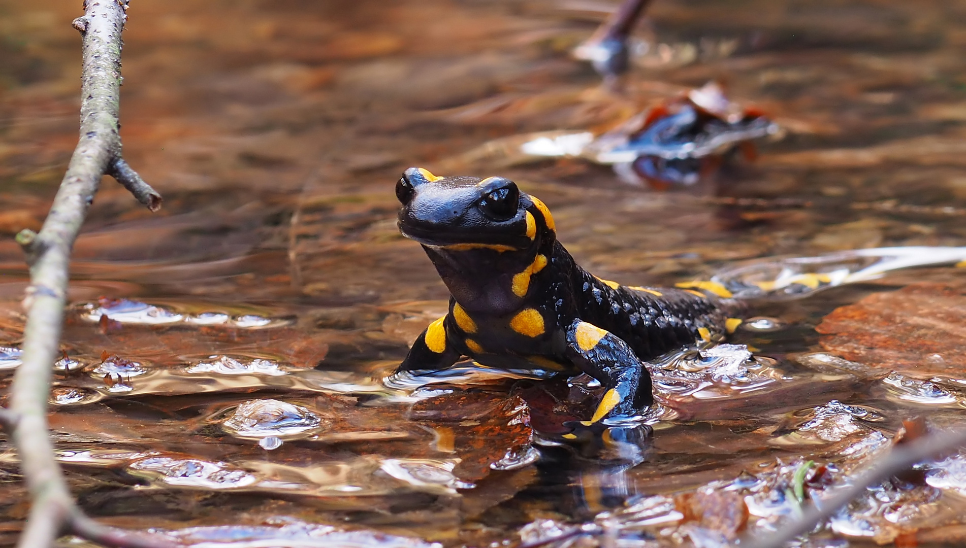 Noch ein Salamander