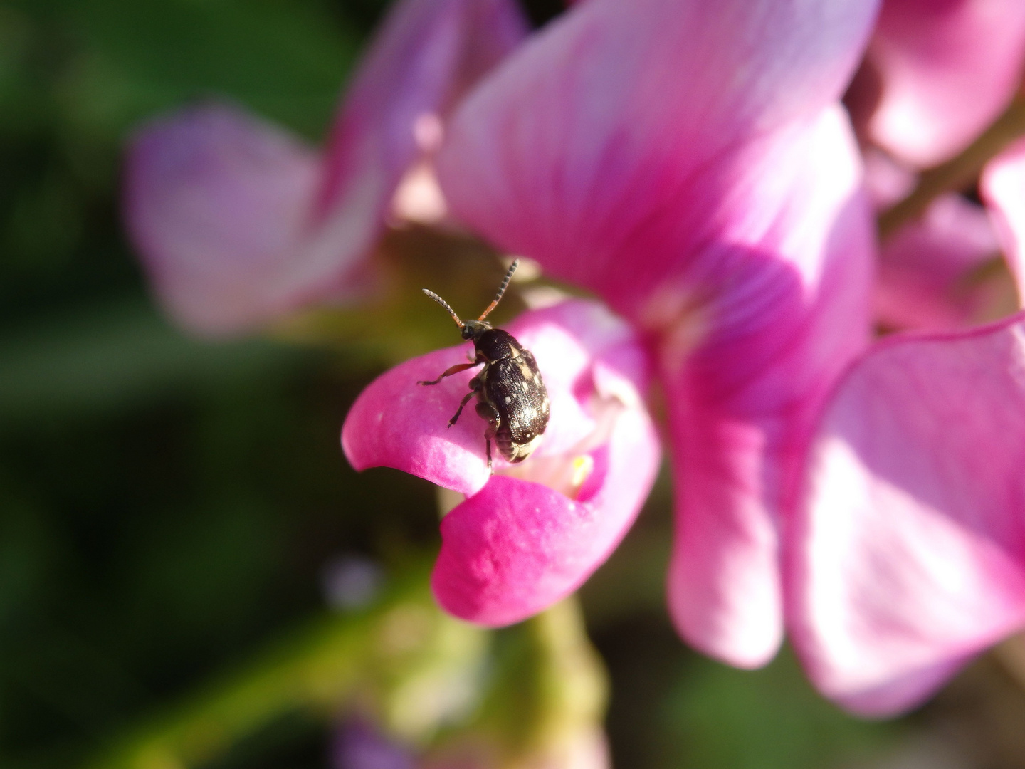 Noch ein Samenkäfer - diesmal auf Gartenwicke