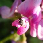 Noch ein Samenkäfer - diesmal auf Gartenwicke