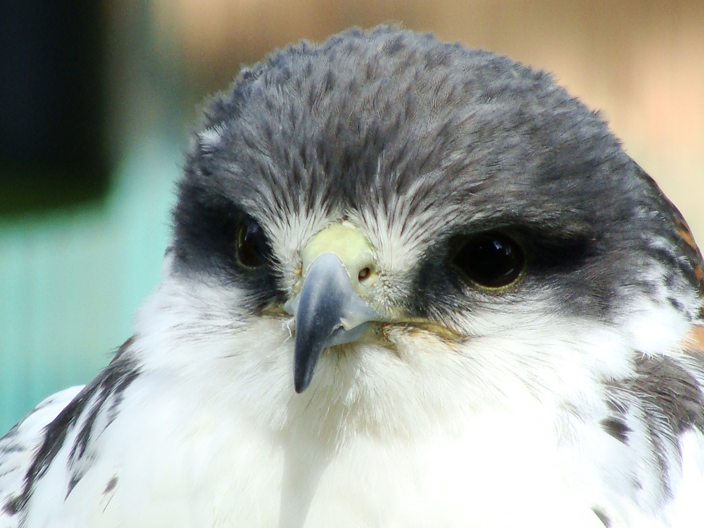 Noch ein scharfer Blick, diesmal aus einem anderen Augenpaar