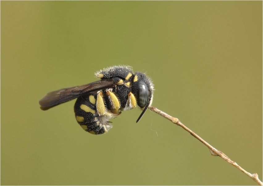 Noch ein schläfriges Bienchen