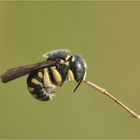 Noch ein schläfriges Bienchen