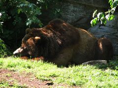 noch ein schlafender Bär